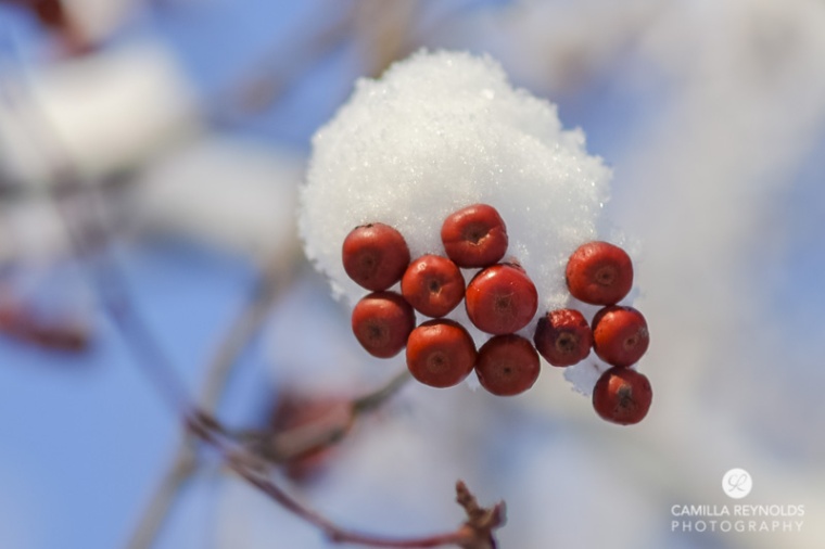 winter nature photography (7)
